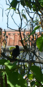Oiseau sur une branche